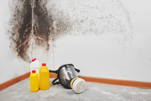 Best Mold Testing  in Kingsland, TX