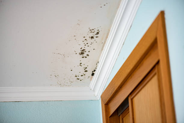 Best Same-Day Mold Removal  in Kingsland, TX