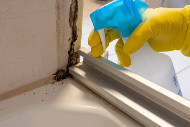 Mold Testing and Removal in Kingsland, TX