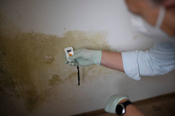 Best Emergency Mold Removal  in Kingsland, TX