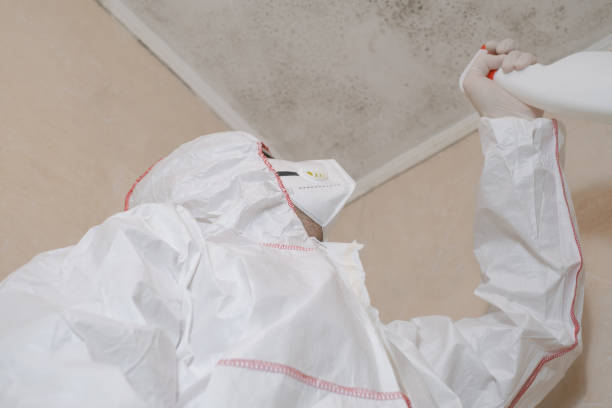 Best Local Mold Removal Service  in Kingsland, TX
