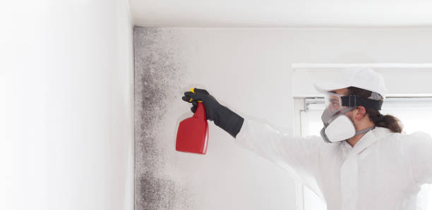 Best Fast Mold Removal  in Kingsland, TX