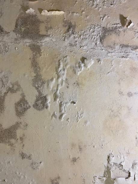 Best Mold Testing  in Kingsland, TX