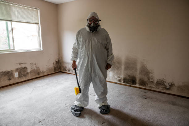 Best Black Mold Removal  in Kingsland, TX